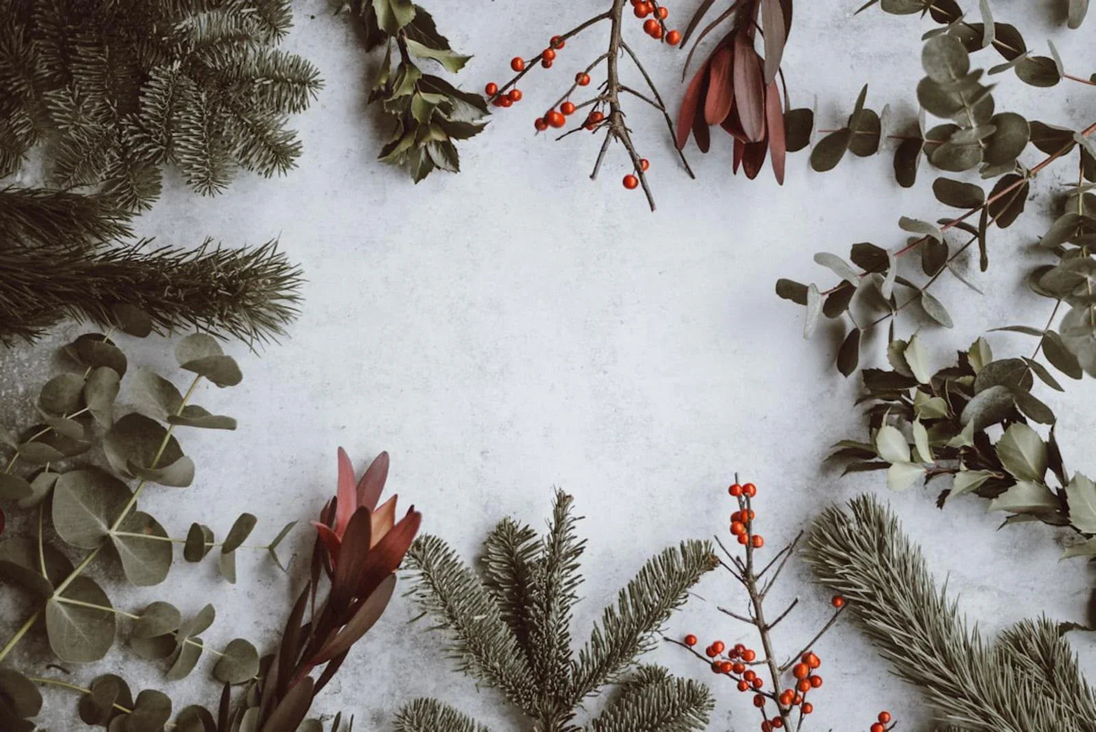 Weihnachtliche Zweige, Eukalyptus und rote Beeren auf hellem Hintergrund, feinkostgourmet Deko